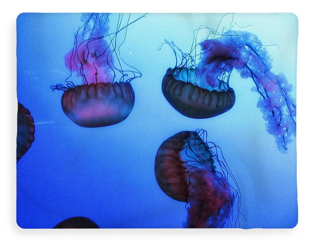 Jellyfish - Blanket