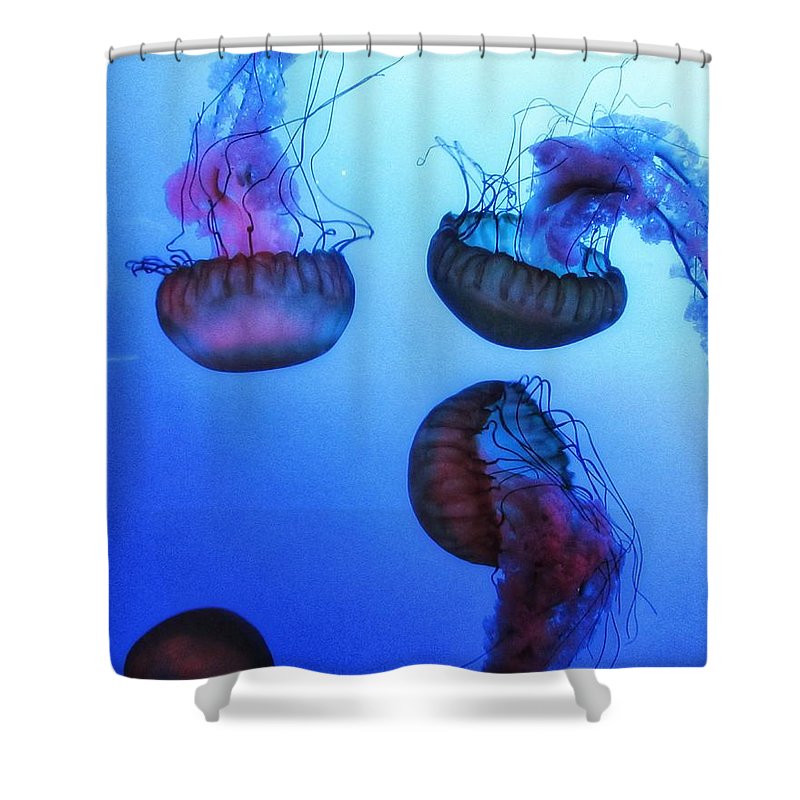 Jellyfish - Shower Curtain