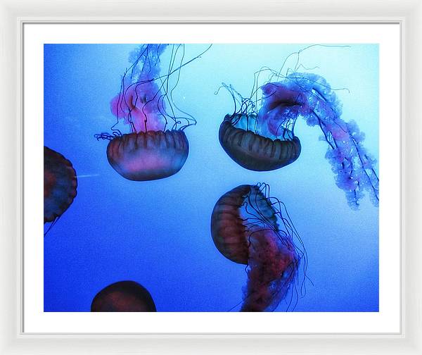 Jellyfish - Framed Print