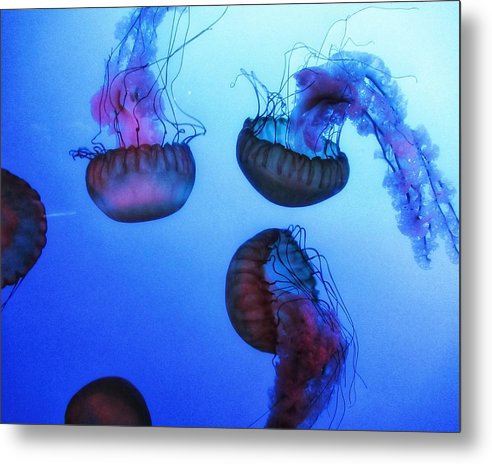 Jellyfish - Metal Print