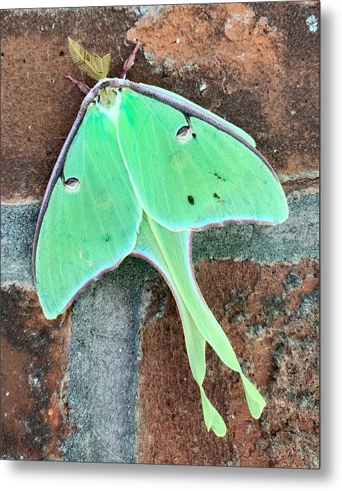 Lunar Moth - Metal Print