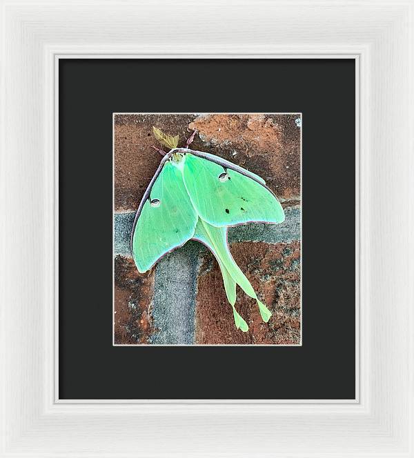 Lunar Moth - Framed Print