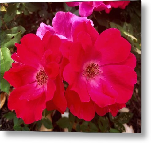 Natural Beauty - Metal Print