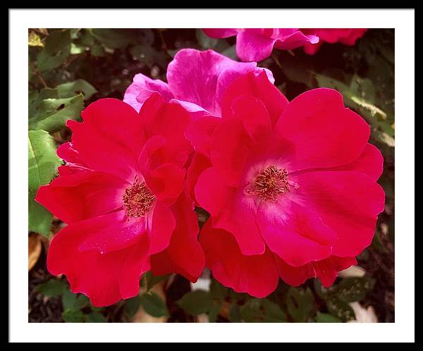 Natural Beauty - Framed Print