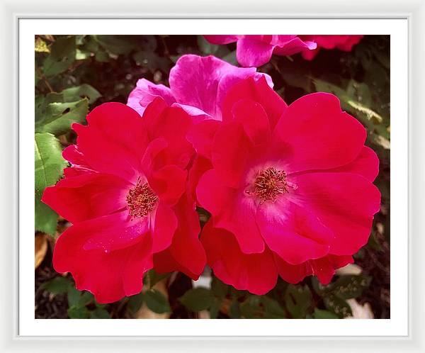 Natural Beauty - Framed Print