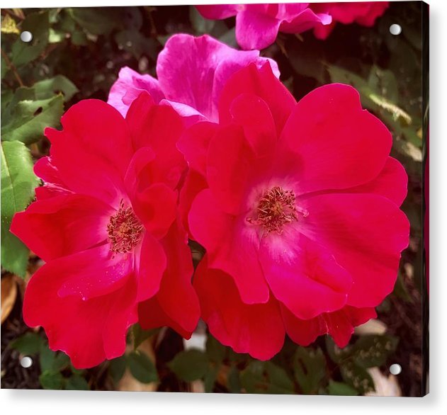 Natural Beauty - Acrylic Print