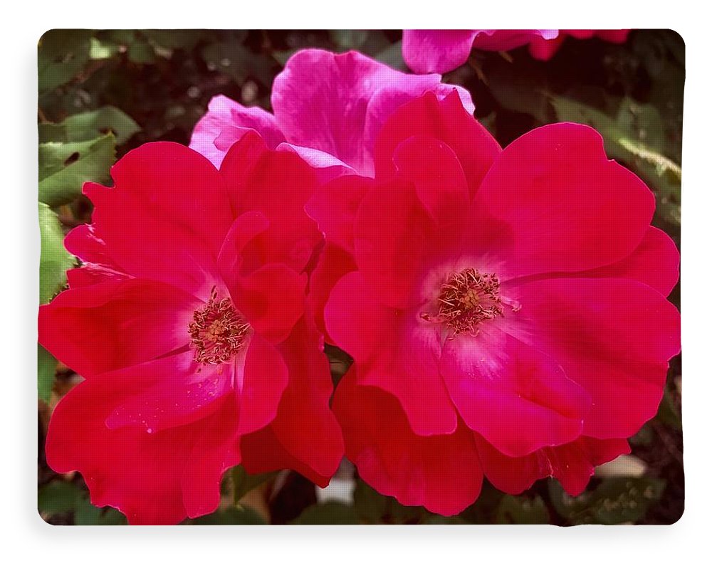 Natural Beauty - Blanket