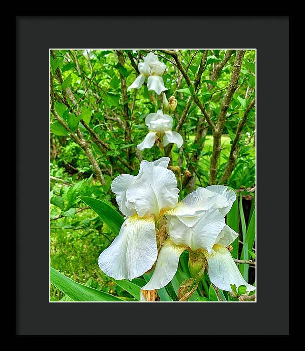 White Iris - Framed Print