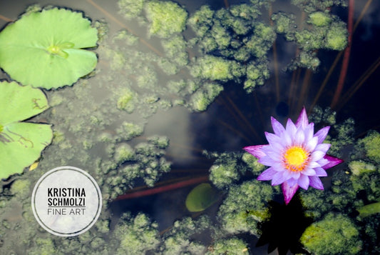 Lily Pad Pond