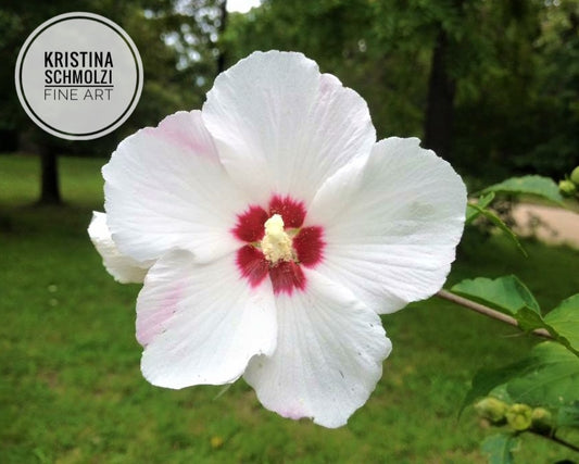 Rose of Sharon