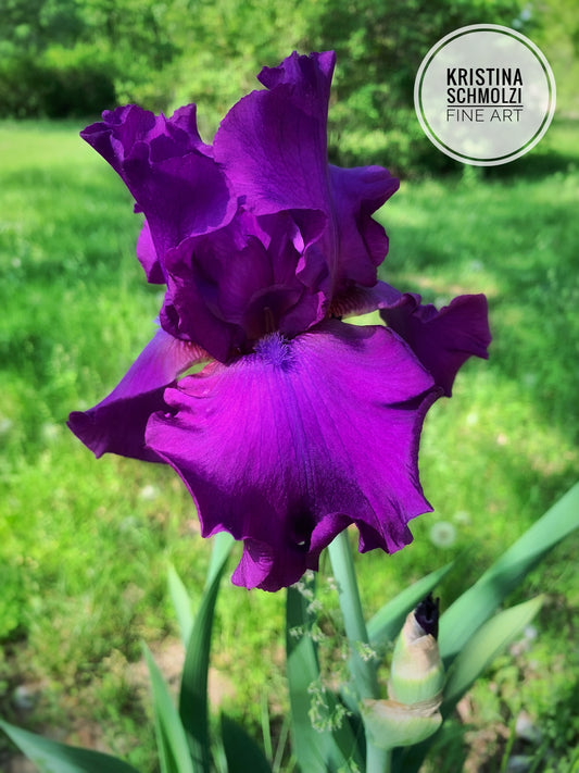 Violet Iris