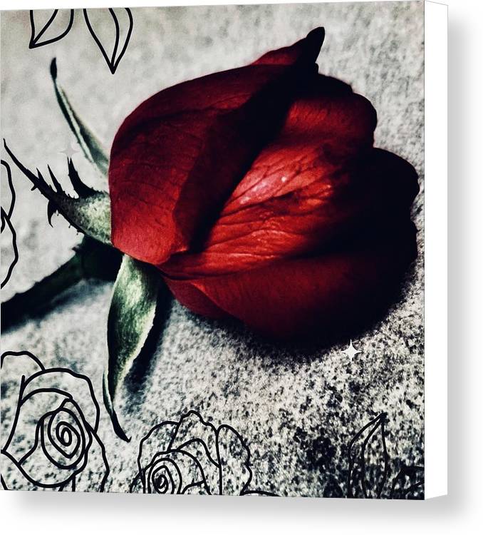 Coming Up Roses - Canvas Print