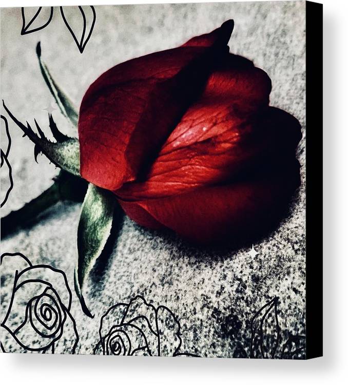 Coming Up Roses - Canvas Print