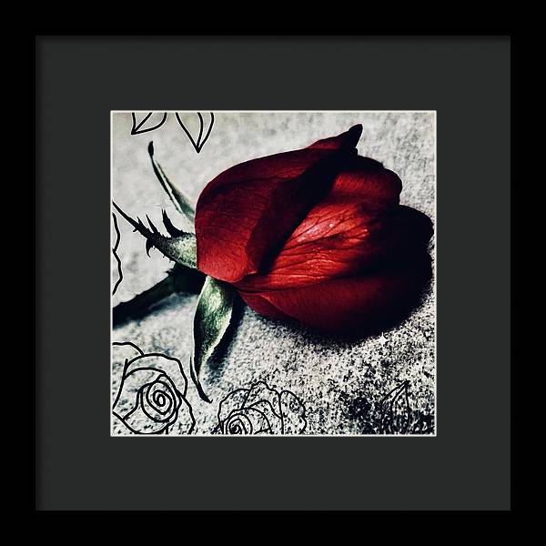 Coming Up Roses - Framed Print