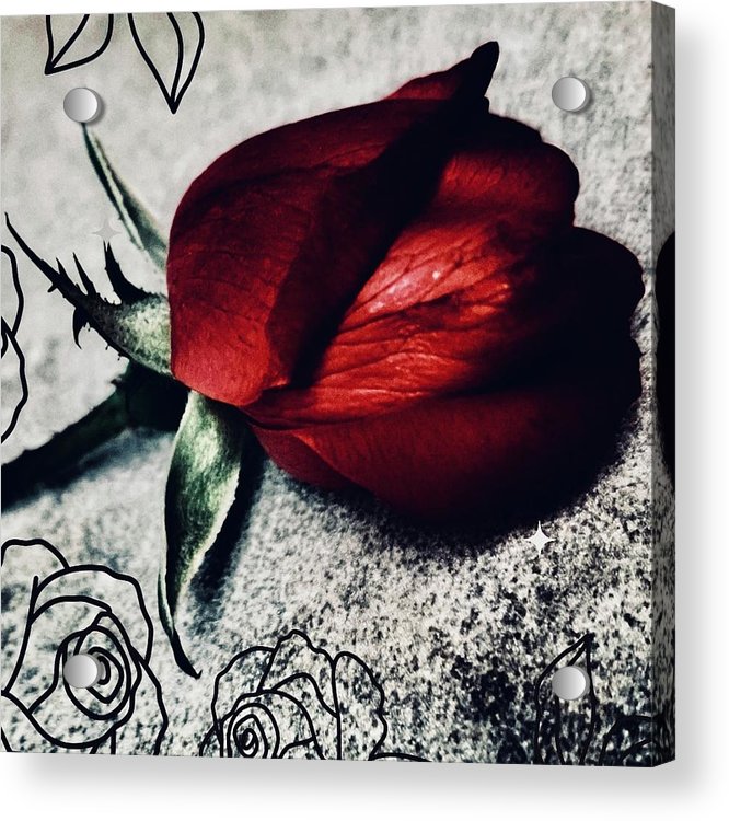 Coming Up Roses - Acrylic Print