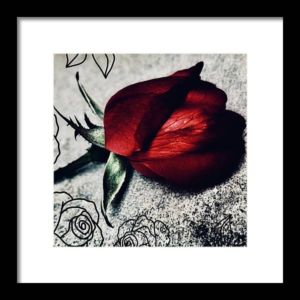 Coming Up Roses - Framed Print