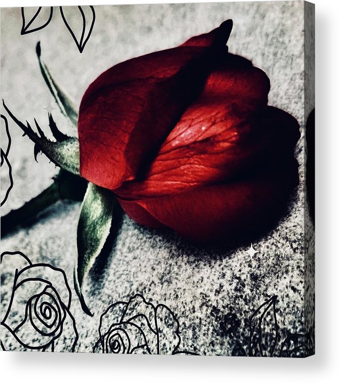 Coming Up Roses - Acrylic Print