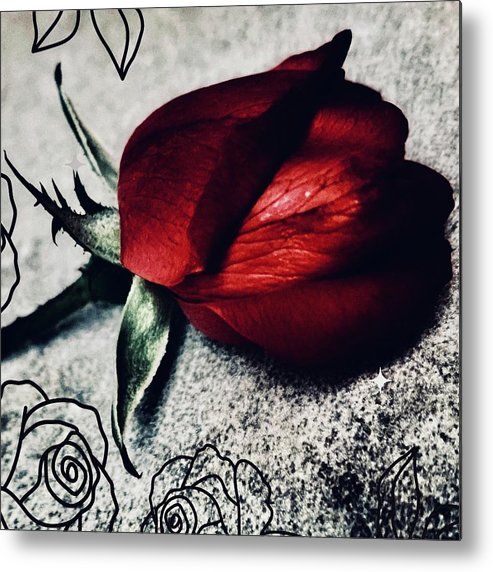 Coming Up Roses - Metal Print