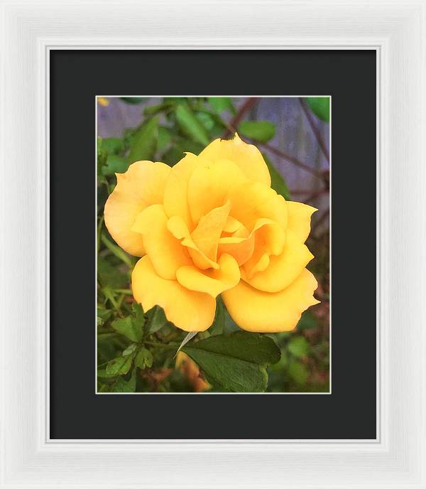 Eldon's Rose - Framed Print