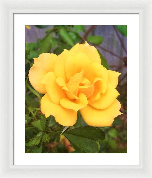 Eldon's Rose - Framed Print