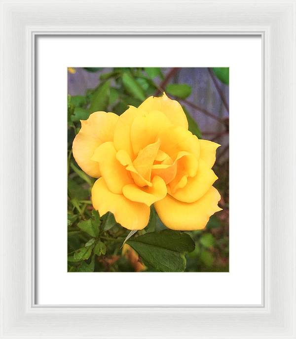 Eldon's Rose - Framed Print