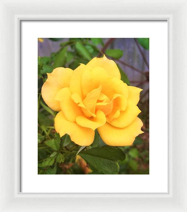 Eldon's Rose - Framed Print