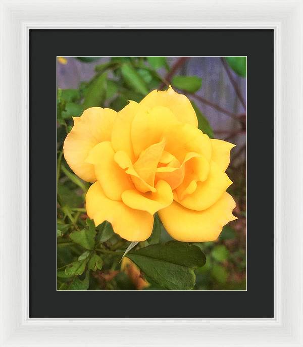 Eldon's Rose - Framed Print