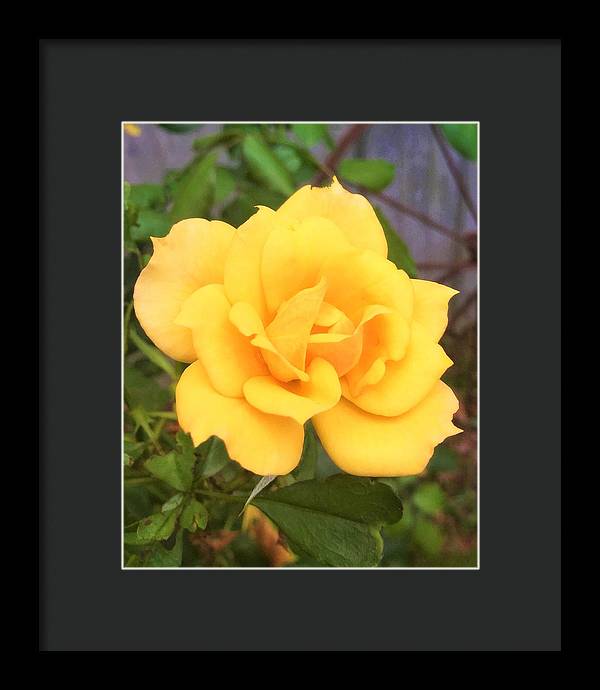 Eldon's Rose - Framed Print