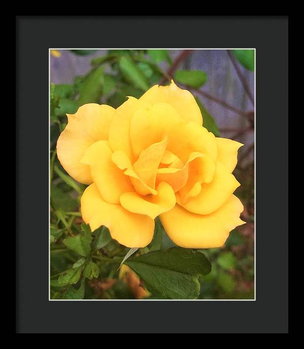 Eldon's Rose - Framed Print