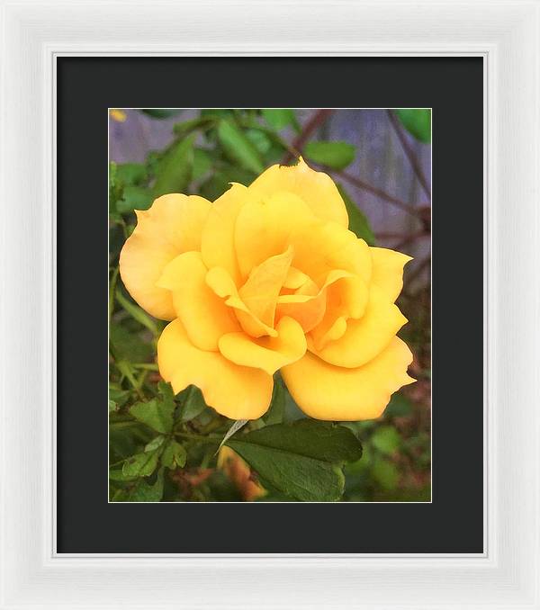 Eldon's Rose - Framed Print