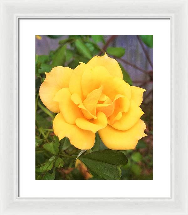 Eldon's Rose - Framed Print