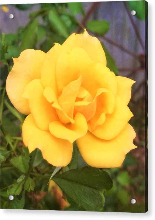 Eldon's Rose - Acrylic Print