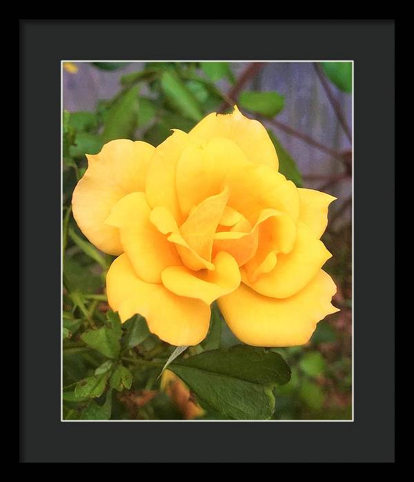 Eldon's Rose - Framed Print