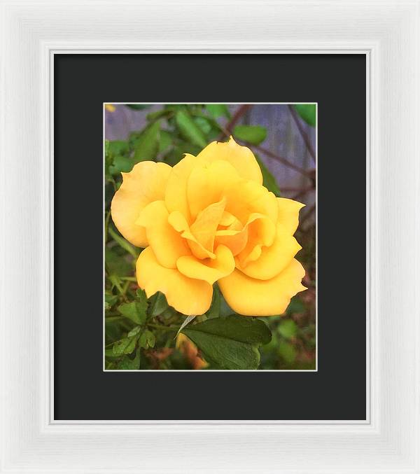 Eldon's Rose - Framed Print