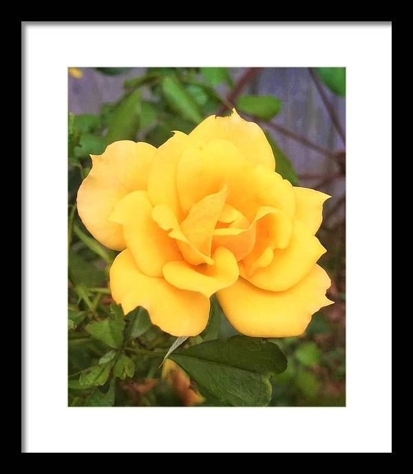 Eldon's Rose - Framed Print