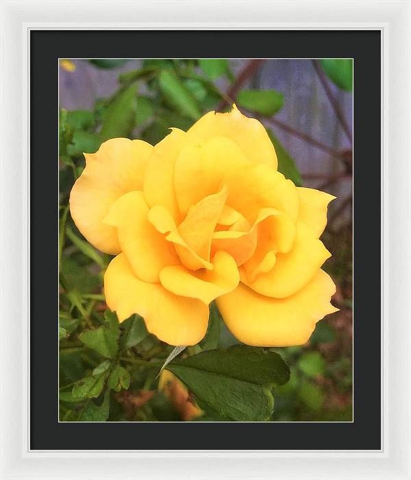 Eldon's Rose - Framed Print