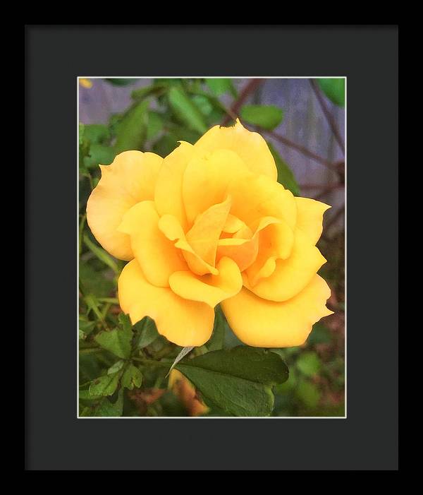 Eldon's Rose - Framed Print