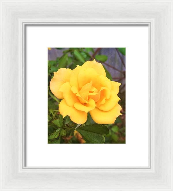 Eldon's Rose - Framed Print