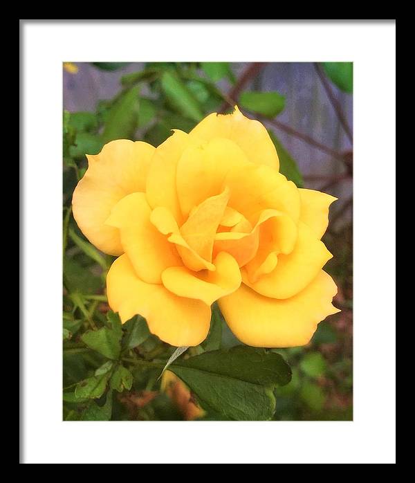 Eldon's Rose - Framed Print