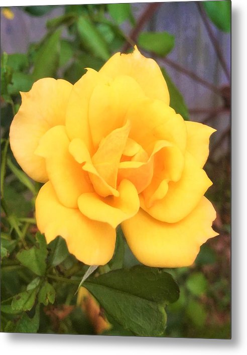 Eldon's Rose - Metal Print