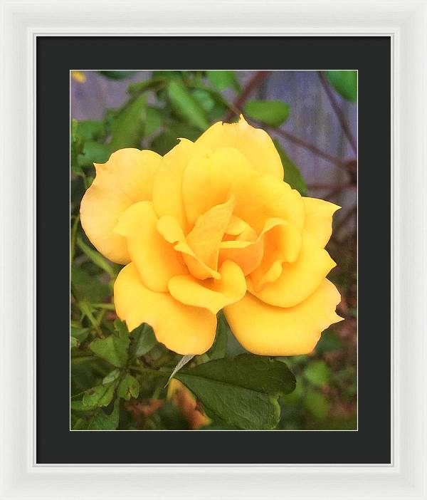 Eldon's Rose - Framed Print