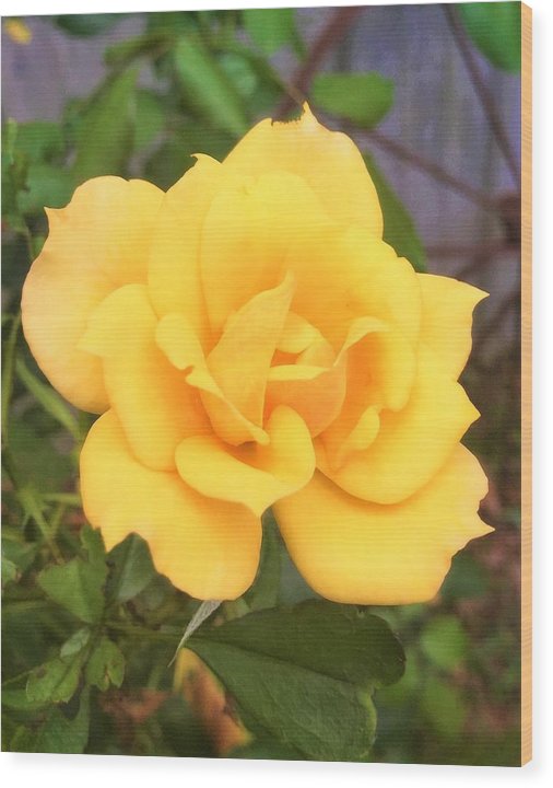 Eldon's Rose - Wood Print