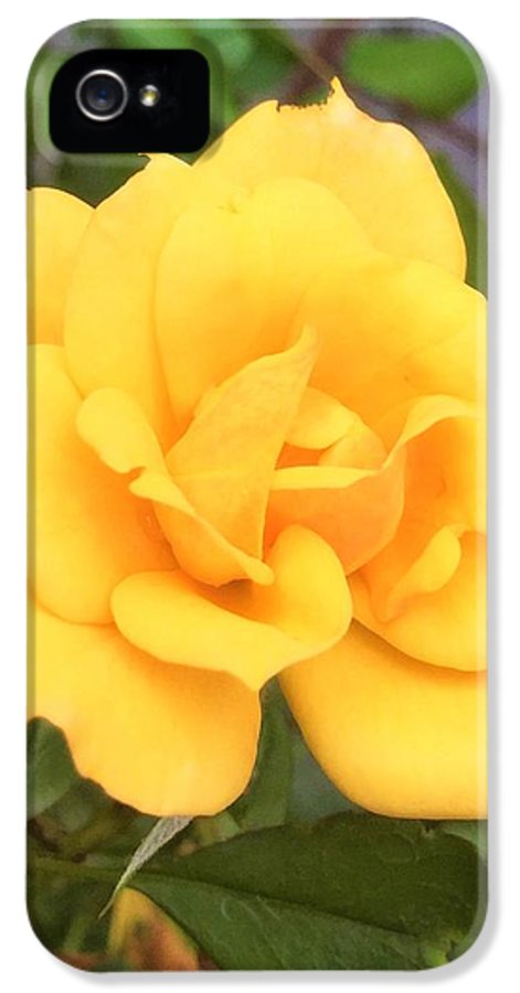 Eldon's Rose - Phone Case