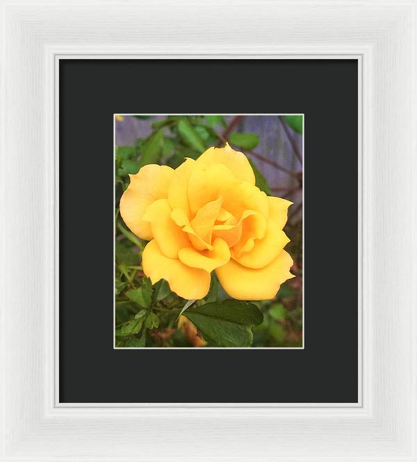 Eldon's Rose - Framed Print