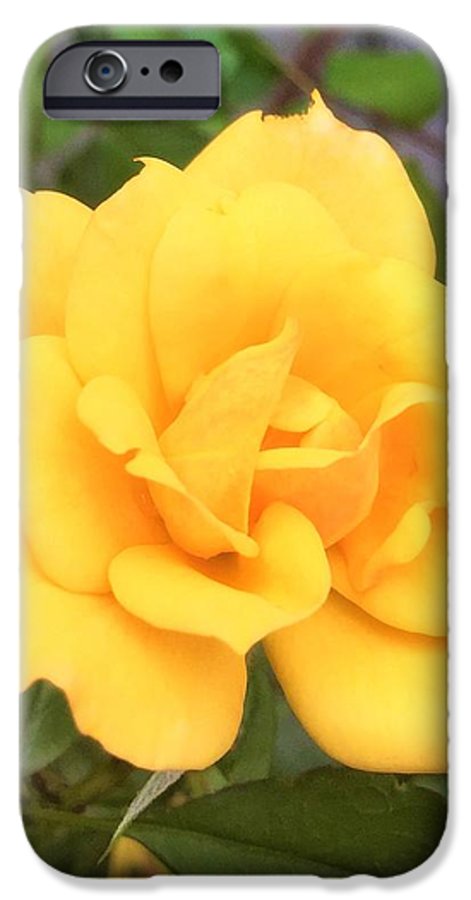 Eldon's Rose - Phone Case