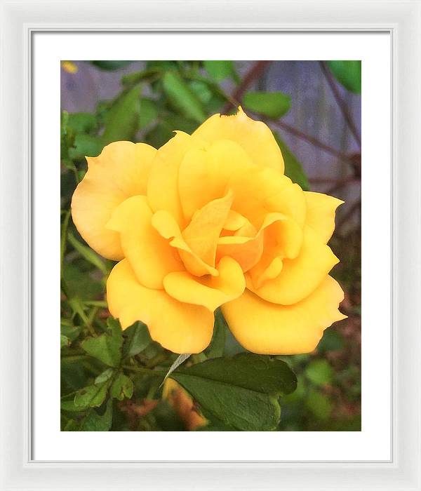 Eldon's Rose - Framed Print