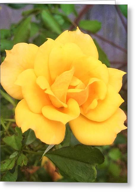 Eldon's Rose - Greeting Card