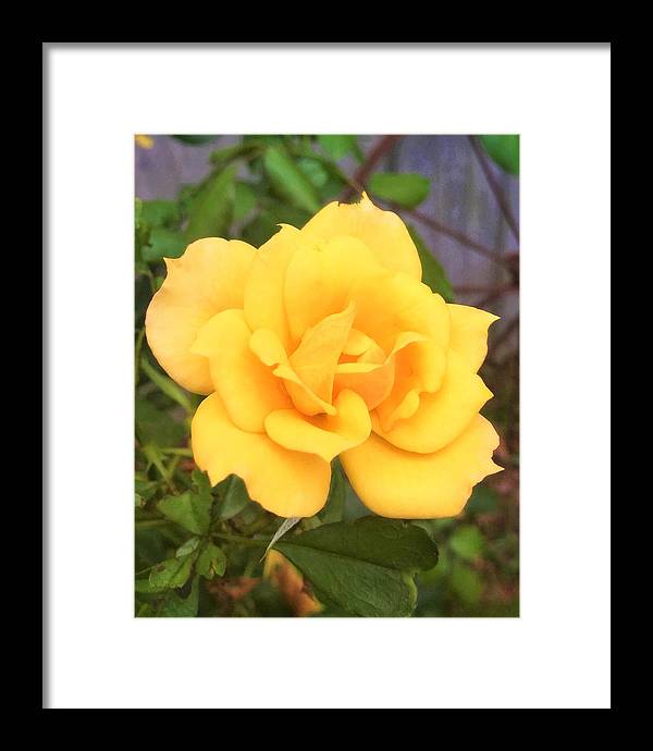 Eldon's Rose - Framed Print