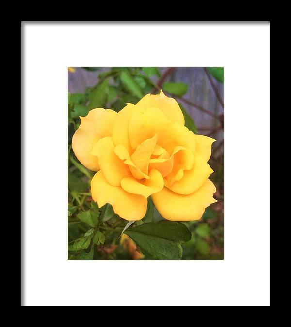 Eldon's Rose - Framed Print