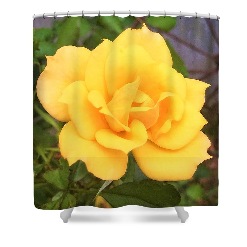 Eldon's Rose - Shower Curtain